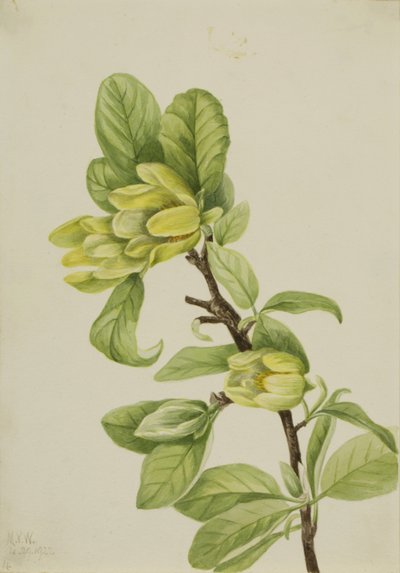 Gele komkommerboom (Magnolia cordata) door Mary Vaux Walcott