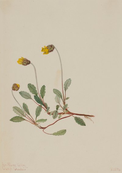 Gele Dryade (Dryas drummondii) door Mary Vaux Walcott