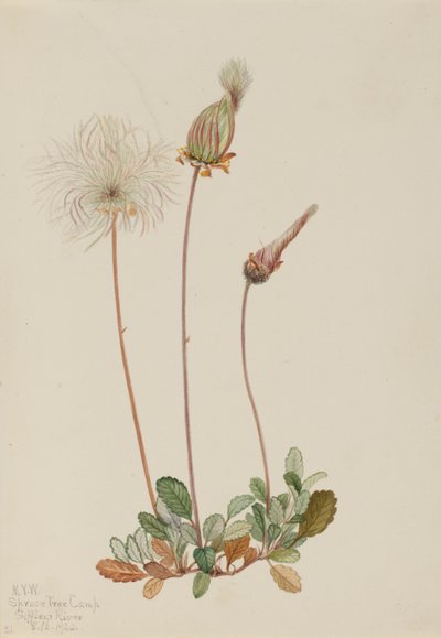 Gele Dryade (fruit) (Dryas drummondii) door Mary Vaux Walcott