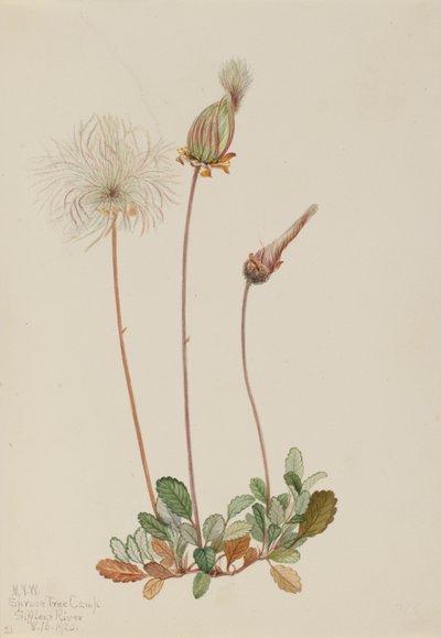 Gele Dryad vrucht Dryas drummondii, 1920 door Mary Vaux Walcott