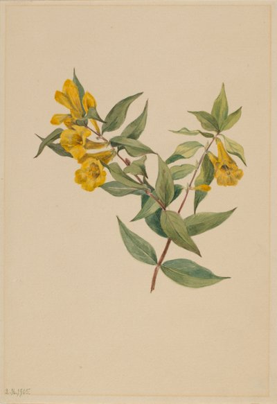 Gele Jessamine (Gelsemium sempervirens) door Mary Vaux Walcott