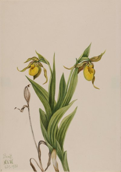 Gele Vrouwenschoen Cypripedium parviflorum, 1920 door Mary Vaux Walcott