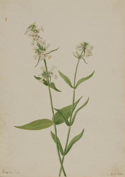Yellow Pentstemon (Pentstemon confertus) door Mary Vaux Walcott