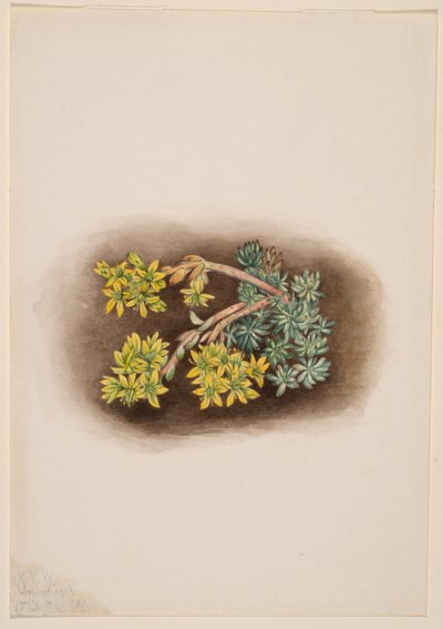 Geel vetkruid (Sedum stenopetalum) door Mary Vaux Walcott