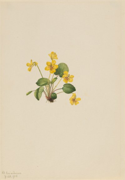 Geel viooltje (Viola orbiculata) door Mary Vaux Walcott