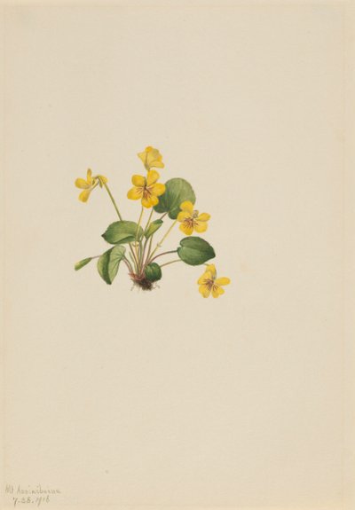 Gele Viooltje Viola orbiculata, 1916 door Mary Vaux Walcott