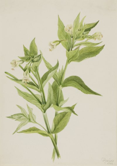 Geel wilgenroosje (Epilobium lutem) door Mary Vaux Walcott