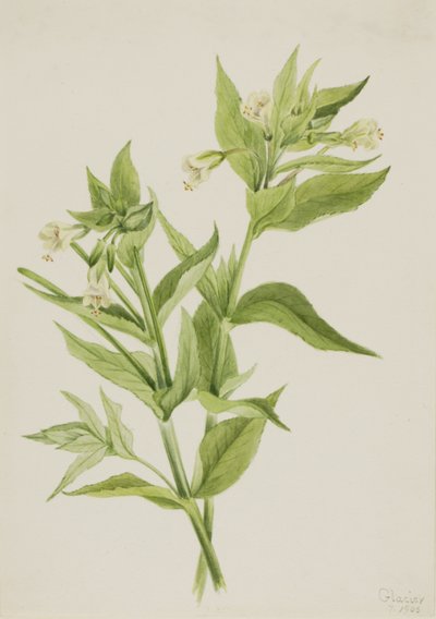 Gele Wilgenroosje Epilobium lutem door Mary Vaux Walcott