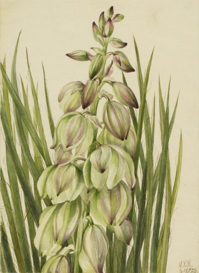 Yucca (Yucca baileyi) door Mary Vaux Walcott