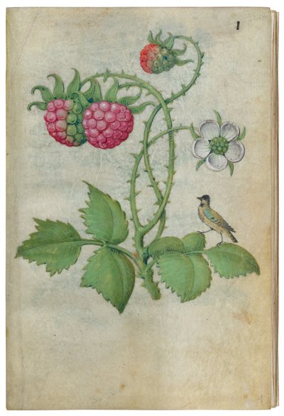Boek van Bloemenstudies, ca. 1510-1515 door Master of Claude de France