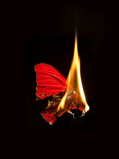 Brandende vlinder 18, 2013 (Lambda print) door Mat Collishaw