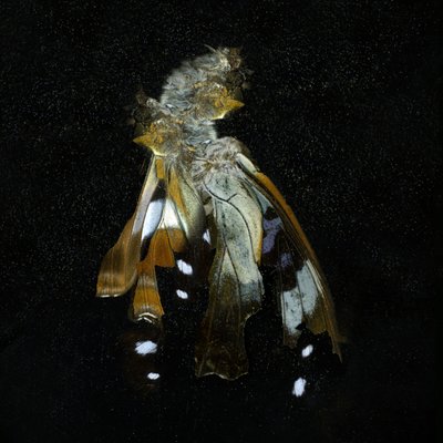 Insecticide 38, 2011 (C-type foto) door Mat Collishaw
