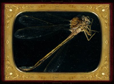 Insecticide 7, 2006 (C-type foto) door Mat Collishaw