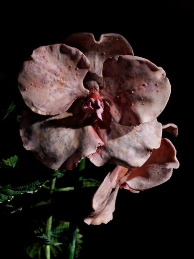 Venal Muse, Impetus, 2012 (Hars, emailverf, hout, glas, staal) door Mat Collishaw