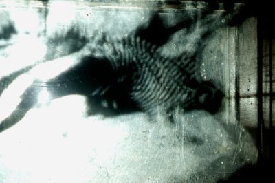 Wormerij, 2009 (Hout, glas, staal, projector en speler) door Mat Collishaw