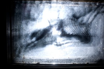 Wormerij, 2009 (Hout, glas, staal, projector en speler) door Mat Collishaw
