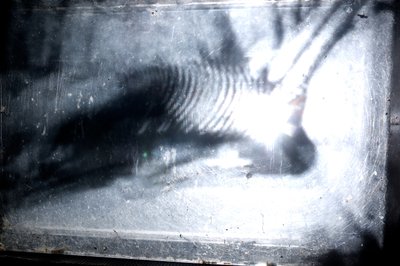 Wormerij, 2009 (Hout, glas, staal, projector en speler) door Mat Collishaw