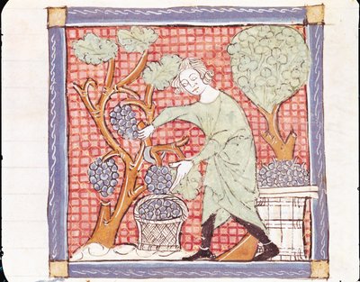 Fol.59r September: De Oogst door Matfre Ermengaut