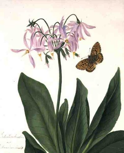 Dodecatheon Meadia en Vlinder door Matilda Conyers