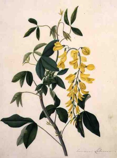 Laburnum Anagyroides door Matilda Conyers