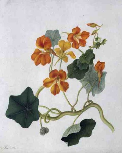 Tropaeolum door Matilda Conyers