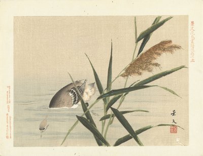 Duikende eend bij riet (serie titel) door Matsumura Keibun