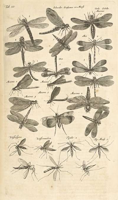 Tab III, Libellen, Illustratie uit 