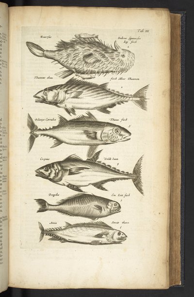 Tab III, Tonijn, Illustratie uit 