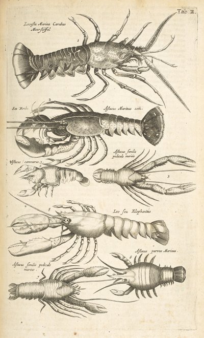 Tab II, Kreeften, Illustratie uit 