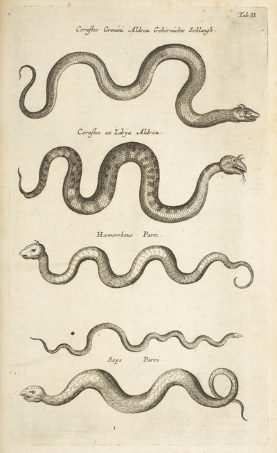Tab II, Slangen, Illustratie uit 