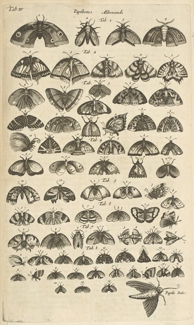 Tab. IV, Vlinders en Motten, Illustratie uit 