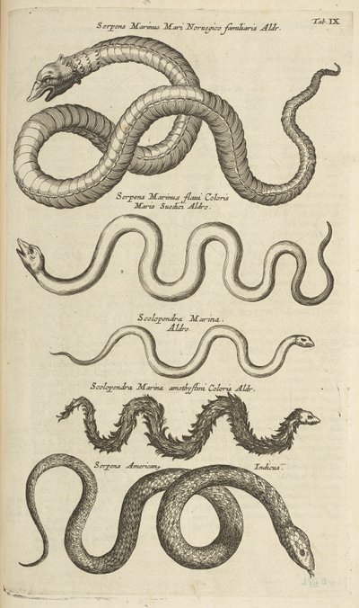 Tab IX, Zeeslangen, Illustratie uit 
