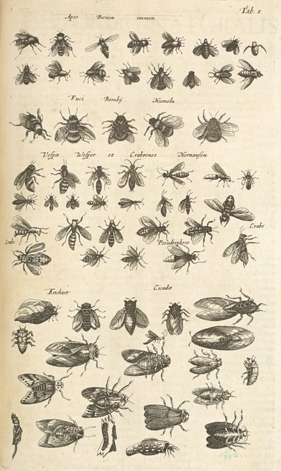 Tab I, Bijen en Wespen, Illustratie uit 