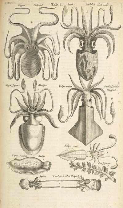 Tab I, Octopus, Illustratie uit 