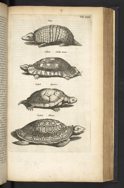 Tab LXXX, Schildpadden, Illustratie uit 