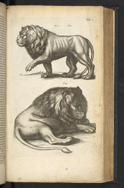 Tab L, Leeuwen, illustratie uit 