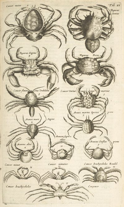 Tab VI, Krabben, Illustratie uit 
