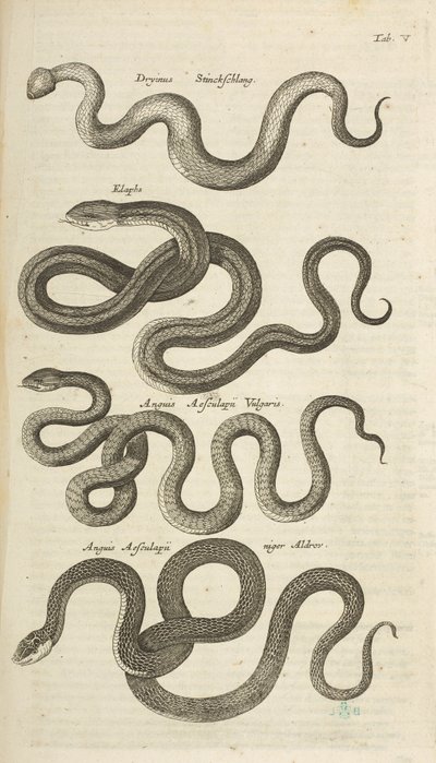 Tab V, Slangen, Illustratie uit 
