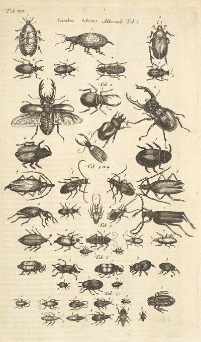 Tab XIII, Kevers, Illustratie uit 