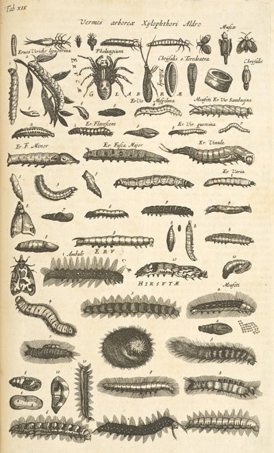 Tab XIX, Rupsen, Illustratie uit 