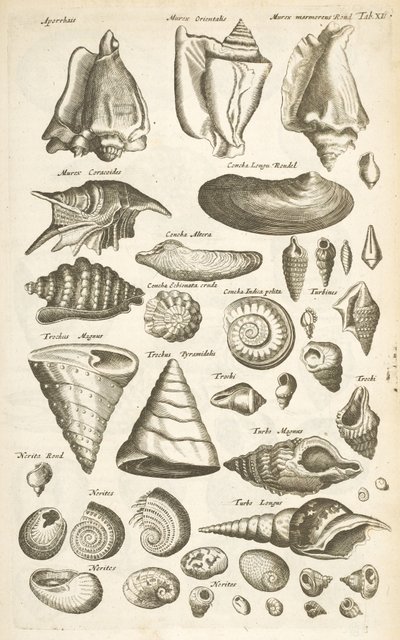 Tab XI, Diverse schelpen, Illustratie uit 