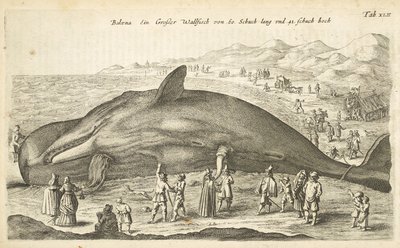 Tab XLII, Walvis, Illustratie uit 