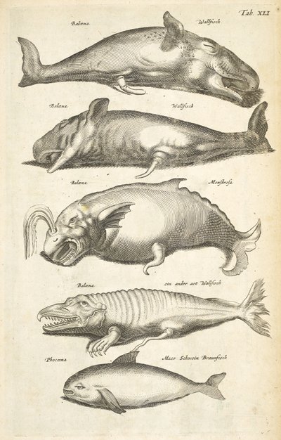 Tab XLI, Walvissen, Illustratie uit 