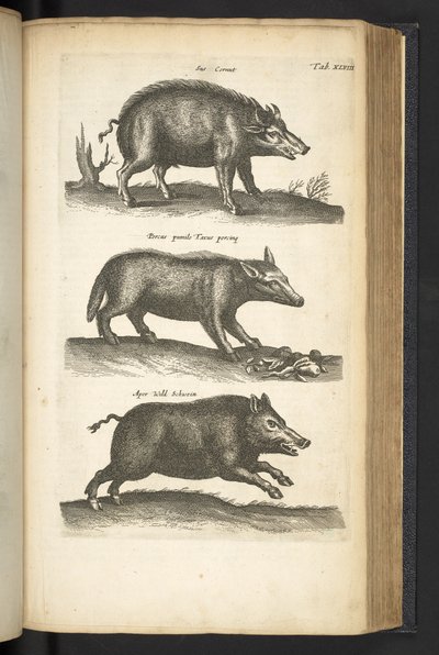 Tab XLVIII, Wild Zwijn, Illustratie uit 