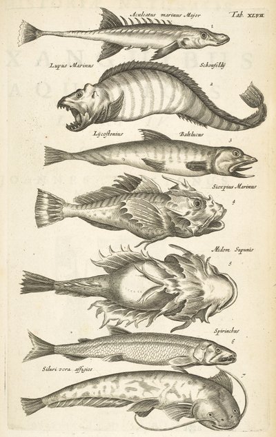 Tab XLVII, Vissoorten, Illustratie uit 