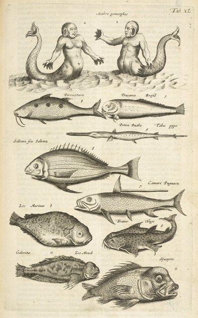 Tab XL, Anthropomorphos; Zeemeermin; Zeemeerman; Tropische vis, Illustratie uit 
