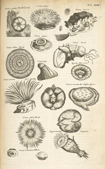 Tab XVIII, Zeedieren, Illustratie uit 