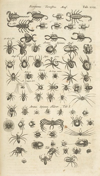 Tab XVIII, Scorpiones terrestres en Arachniden, Illustratie uit 