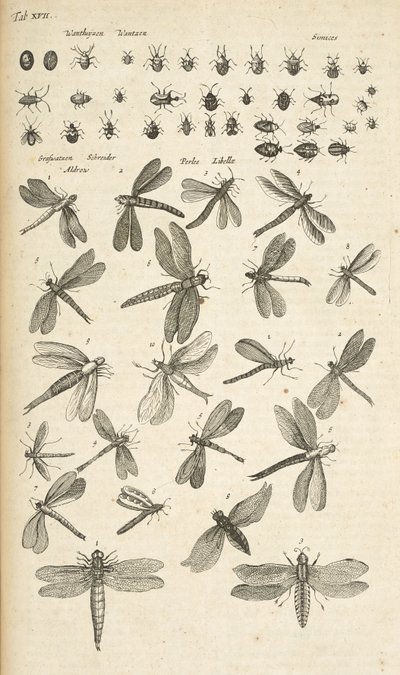 Tab XVII, Libellen, Illustratie uit 