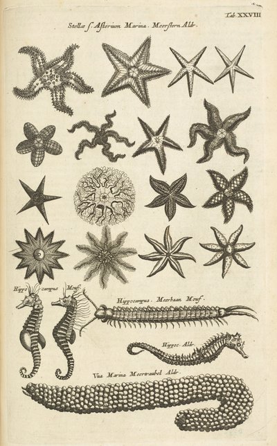Tab XXVIII, Zeesterren en Zeepaardjes, Illustratie uit 